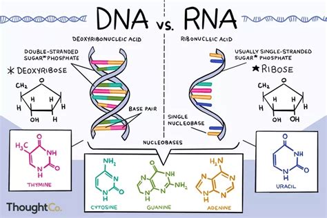 Do DNA à proteína – como são sintetizadas as proteínas?