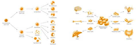 Stem Cell Preservation - Store/Bank Stem Cells - Newborn Stem Cells ...