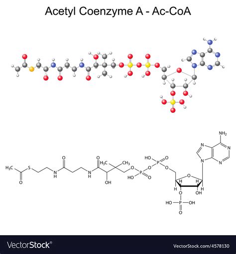 Model of acetyl coenzyme-a Royalty Free Vector Image