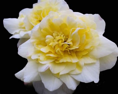 Camellia Flowers: Meaning, Symbolism, and Proper Occasions - A-Z Animals