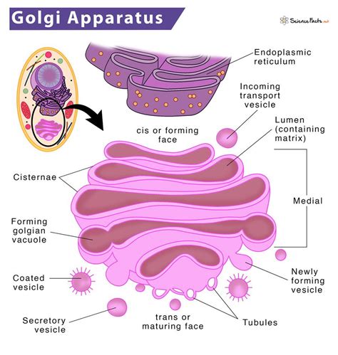 Golgi Apparatus - Definition, Location, Structure & Functions | Plant ...