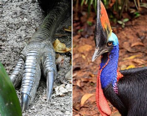 The Cassowary: The Rainforest's Most Dangerous Bird with Claws of Steel ...