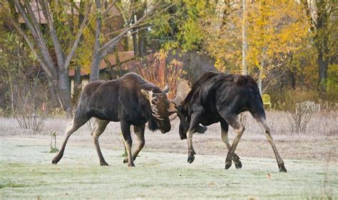 Image result for bull moose fighting | Bull moose, Moose, Bull