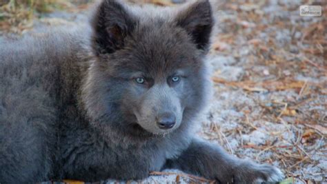 Blue Bay Shepherd: Is The Only Blue Wolfdog Right For You?