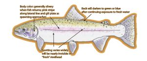 Steelhead Trout Identification – Wild Trout Streams