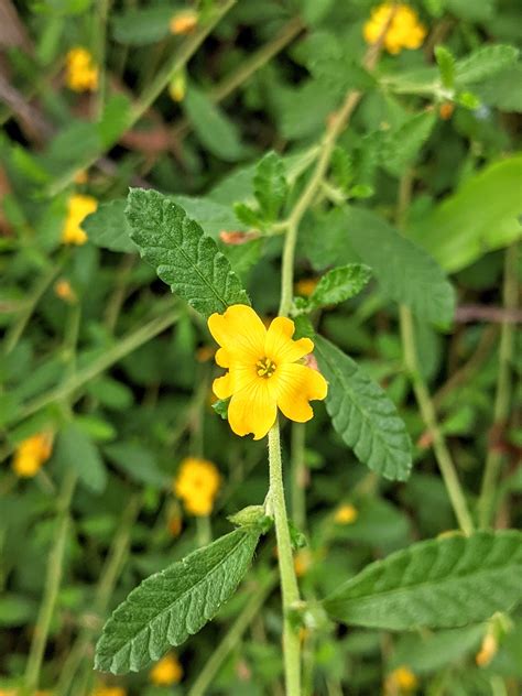 Organic Damiana | Turnera diffusa Plant - Mudbrick Herb Cottage