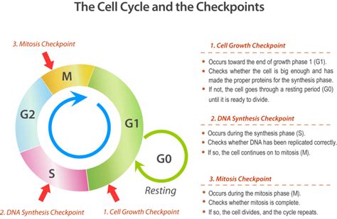 Cell Cycle Checkpoints | Biology for Non-Majors I