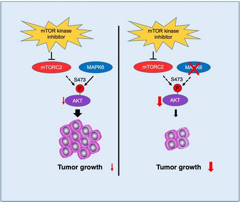 New evidence supports a cancer-promoting role for enzyme MAPK6