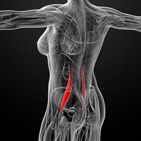 Why Your Psoas Is The Most Vital Muscle in Your Body and How to Keep ...