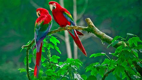 Download 32K Ultra HD Nature Parrots On Branch Wallpaper | Wallpapers.com