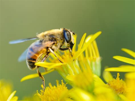 bee, flower, pollination Wallpaper, HD Macro 4K Wallpapers, Images ...