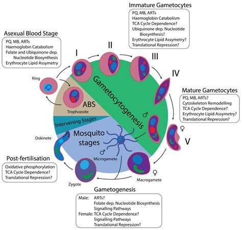 Parasitologia | Free Full-Text | Antimalarial Drug Strategies to Target ...