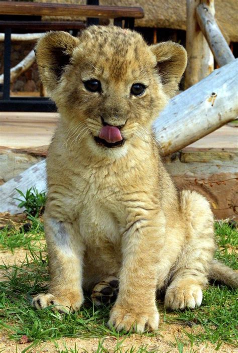 Beautiful Photos of Lion Cubs You Must Not Miss - Utterly Cute Yet ...