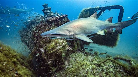 Maritime archaeologists document historic Graveyard of the Atlantic ...