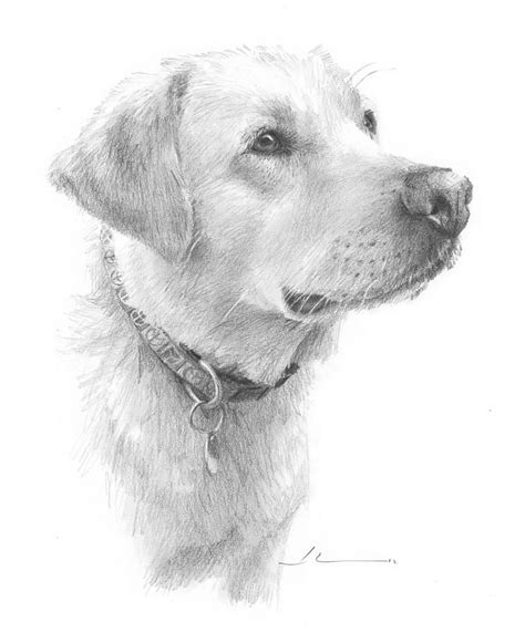 Yellow Labrador Pencil Portrait by Mike Theuer | Pencil drawings of ...