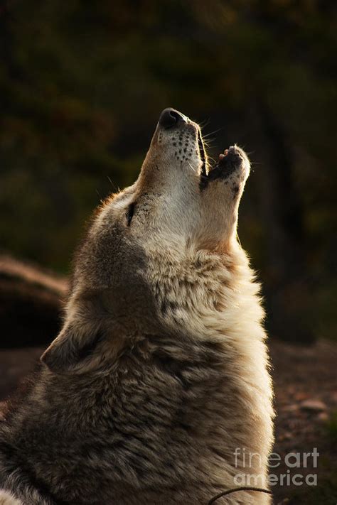 Grey Wolf Howling Photograph by Corinna Stoeffl | Fine Art America