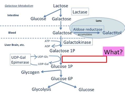 【Exercise】Galactose Metabolism/stabilize your knowlegde【USMLE】 - YouTube