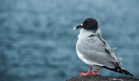 Swallow-Tailed Gull | Go Galapagos