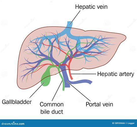 Liver Royalty-Free Cartoon | CartoonDealer.com #88889168