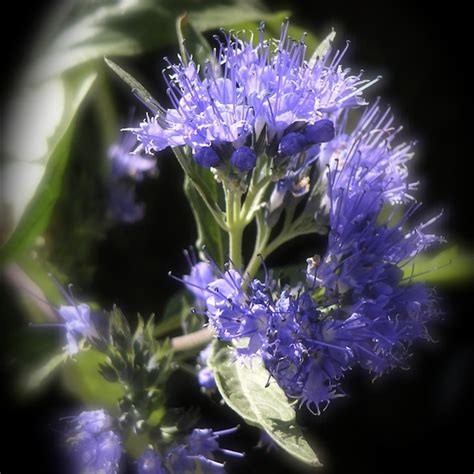 Hyssop Essential Oil - WISDOM OF THE EARTH