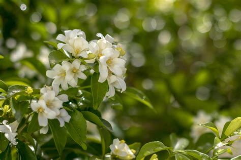 Close-ups of flowers Murraya paniculata. 7549157 Stock Photo at Vecteezy