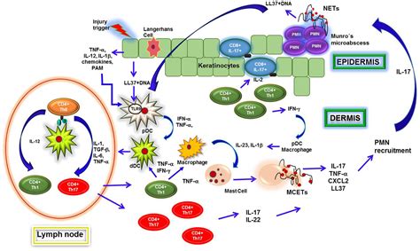 Frontiers | Neutrophil extracellular traps and its implications in ...