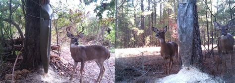 Rice Bran Deer Feeder | The Bran Bag