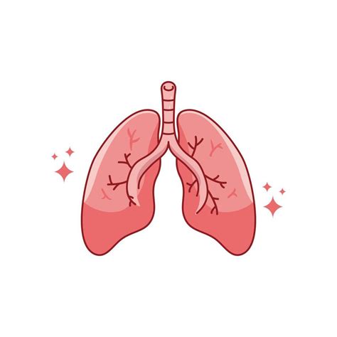 Human internal organ with lungs. Vector cartoon flat icon illustration ...