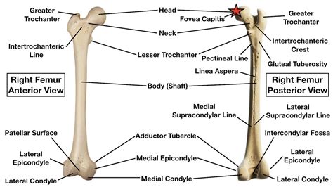 48+ Femur Labelled Diagram - ShaunAulay