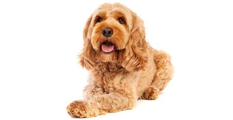 Cockapoo Growth Chart | Weight & Size Chart