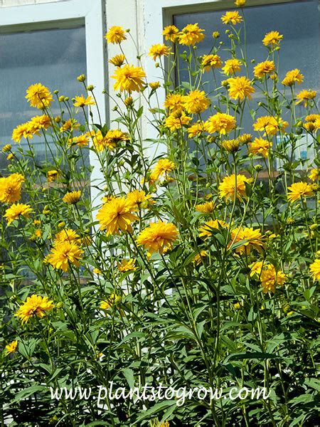 Golden Glow Rudbeckia (Rudbeckia laciniata hortensia) | Plants To Grow ...