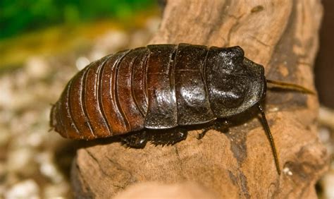 4 Largest Cockroach Species That You Might Want To See - WhatDeWhat