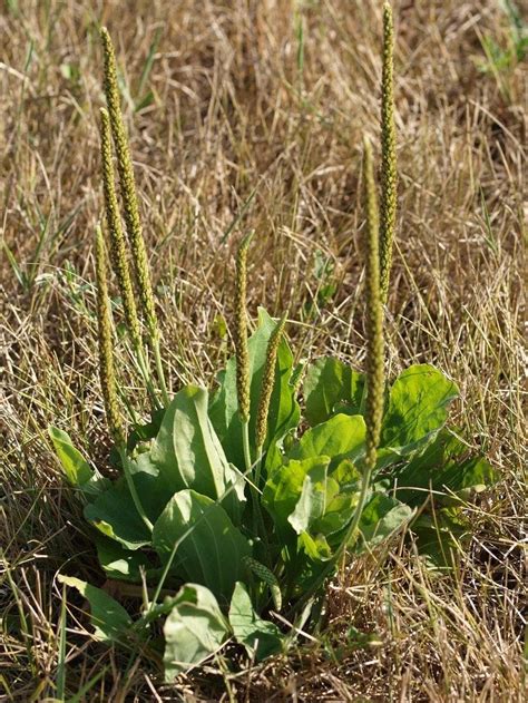 Plantain Weed Treatment: Tips For Controlling Plantain Lawn Weeds