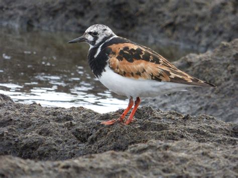 Turnstones of North America | Badgerland Birding