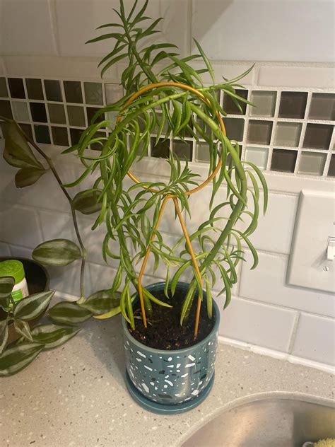 Can I propagate this happy bean plant? : r/houseplants