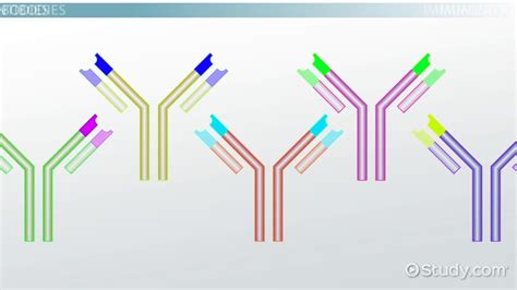 Antibodies | Definition, Functions, Types & Examples - Lesson | Study.com