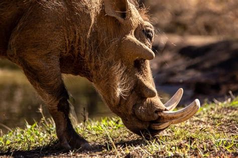 17 Wildest Warthog Facts - Fact Animal