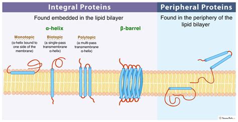 Peripheral Membrane Proteins - Definition, Examples, and Functions