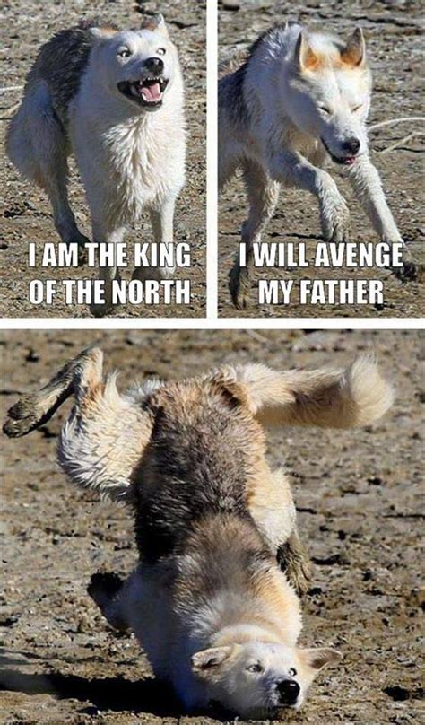 Funny Quotes With Wolves. QuotesGram