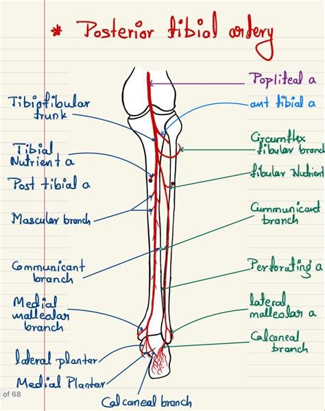 Posterior tibial artery | Medical school art, Medical school stuff ...