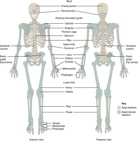 The Pectoral Girdle | Anatomy and Physiology I | Study Guides