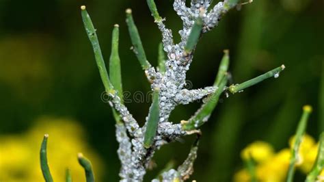 White aphids stock photo. Image of macro, insect, rural - 174164392