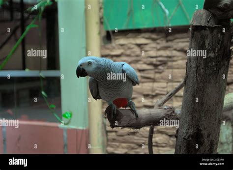 A grey parrot in a conservation park in Langkawi Stock Photo - Alamy