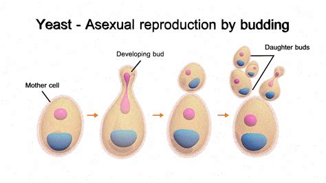 Yeast. Asexual reproduction by budding - Buy Royalty Free 3D model by ...