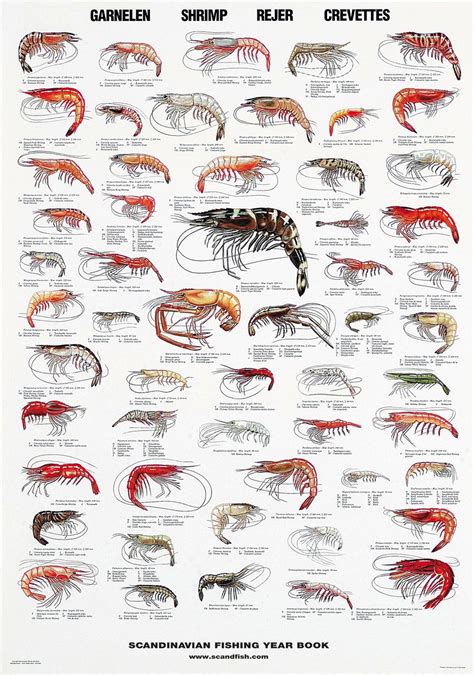 Shrimp Poster / Rejer / Garnelen | Fish chart, Sea fish, Fish