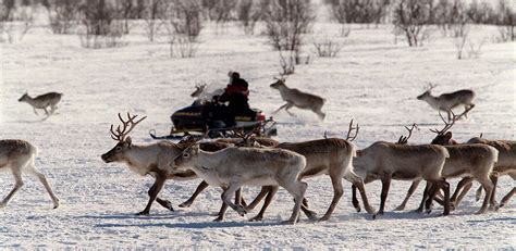 The Sámi people want Sweden to protect its reindeer. Here’s why | World ...