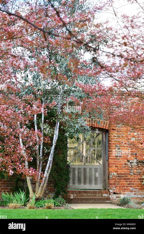 Garden gate red brick wall and cherry blossom Stock Photo - Alamy