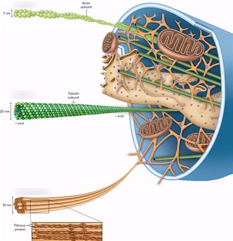 Cytoskeleton Diagram | Quizlet