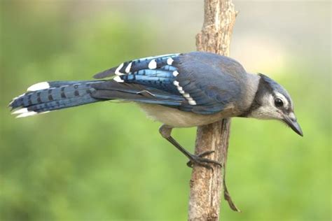 Blue Jay Nesting Habits (Behavior, Location & Eggs)