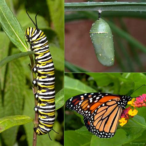 Monarch_Caterpillar_Chrysalis_Butterfly_from_Creating_Inviting_Habitats ...